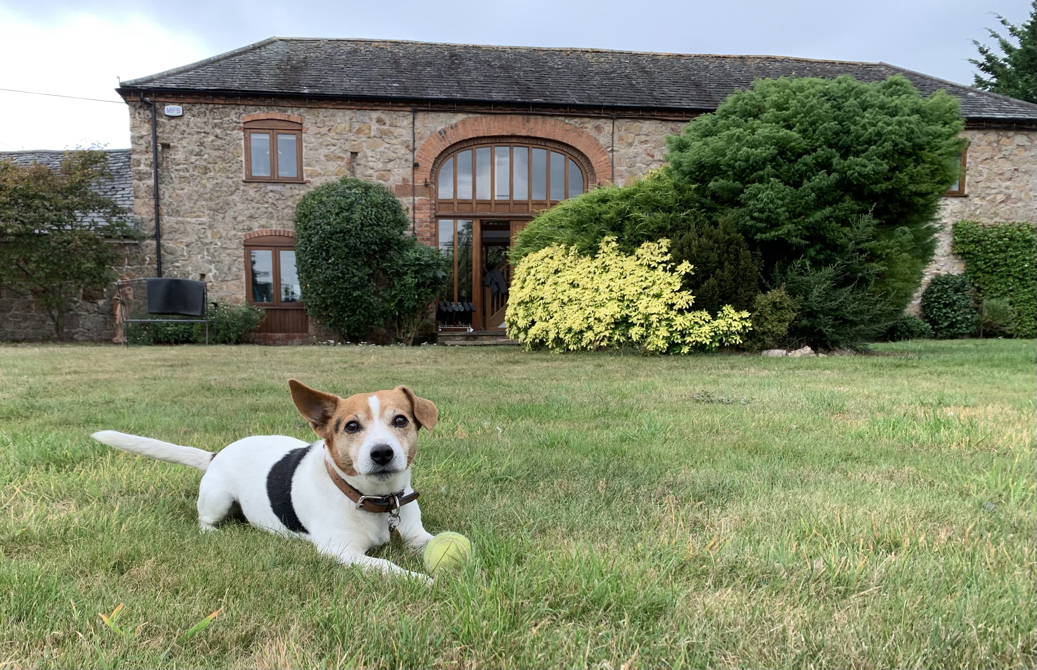 Dog Training at Maesbrook, Oswestry
